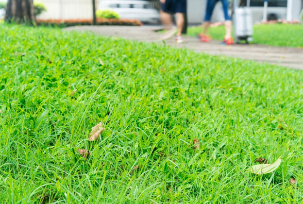 Lawn Service Armonk NY